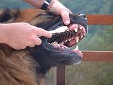 BROSSAGE DENTS 047